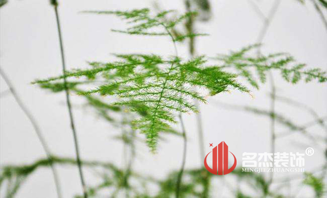 办公室香蕉视频免费下载风水之绿植.jpg