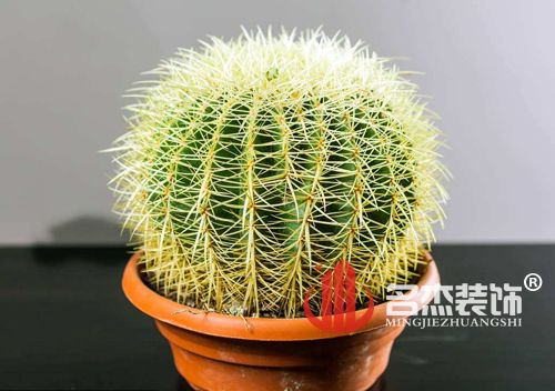 办公室香蕉视频免费下载风水之仙人掌.jpg
